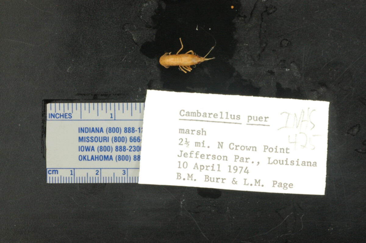 Cambarellus puer image